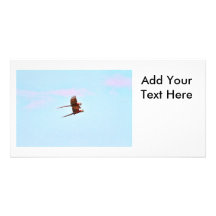 Scarlet Mackaw Couple Flying Personalized Photo Card