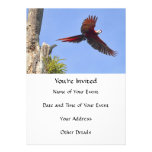 Scarlet Mackaw Flying Invitation