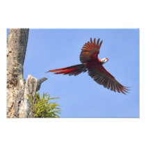 Scarlet Mackaw Flying Photograph