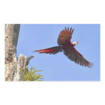 Scarlet Mackaw Flying Sticker