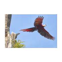 Scarlet Mackaw Flying Stretched Canvas Prints