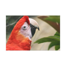 Scarlet Mackaw Photo Gallery Wrapped Canvas