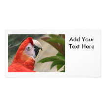 Scarlet Mackaw Photo Photo Greeting Card