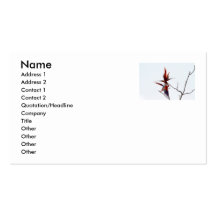 Scarlet Mackaws Business Card Template