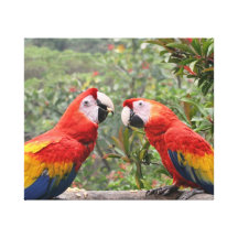 Scarlet Mackaws Gallery Wrapped Canvas