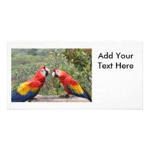 Scarlet Mackaws Personalized Photo Card