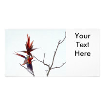 Scarlet Mackaws Photo Card Template