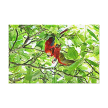 Scarlet Mackaws Picture Canvas Prints