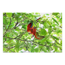 Scarlet Mackaws Picture Photo