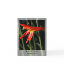 Scarlet Penstemon - Native Notecard