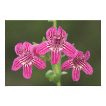Scarlet Penstemon, Penstemon triflorus,