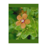 Scarlet Pimpernel Wildflower Post Cards