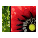 Scarlet Poppy Postcard