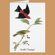 Scarlet Tanager - John James Audubon cards