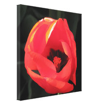 Scarlet Tulip Stretched Canvas Prints