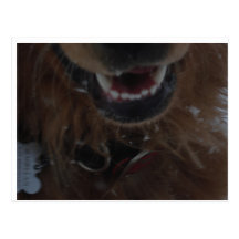 Scary Magellan Teeth Post Cards