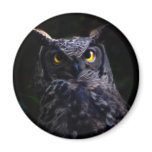 Scary owl magnets