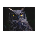 Scary owl postcards