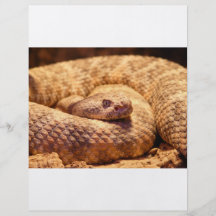 Scary Spotted Rattlesnake Flyer Design