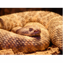Scary Spotted Rattlesnake Photo Cut Outs
