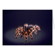 Scary Tarantula spider Cards
