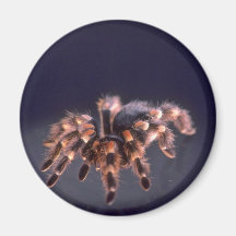 Scary Tarantula spider Magnet