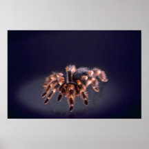 Scary Tarantula spider Print