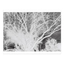 Scary tree post card