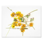 Scattered wildflowers in yellow and white photograph