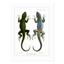 Sceloporus asper postcard