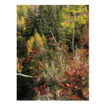 Scène canadienne d'automne de forêt cartes postales