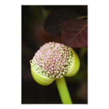 scene pristine photo print