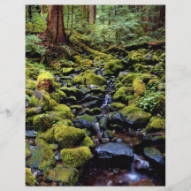 Scène typique de forêt tropicale près de solénoïde prospectus personnalisés