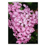 Scent of LIlacs Cards