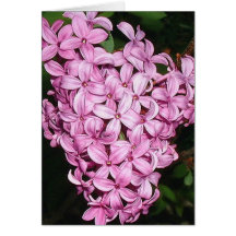 Scent of LIlacs Cards