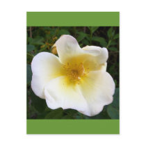 Scented Cream Rose Post Cards