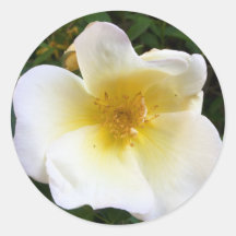 Scented Cream Rose Round Sticker