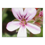 Scented Geranium Card