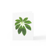 Schefflera note card