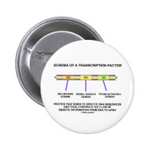 Schema Of A Transcription Factor (Protein) Pinback Buttons