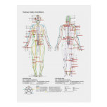 Schematic of the Chinese or Human Body Meridians Postcards