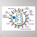 Schematic Representation of an HIV-Virion Diagram posters