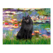 Schipperke 2 - Lilies 2 Postcard