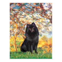 Schipperke 2 - Spring Postcard