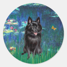 Schipperke 4 - Lilies 5 Sticker