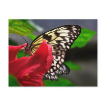 Schmetterlinge Postkarte