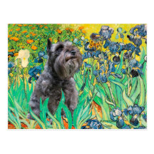 Schnauzer 12 - Irises Post Cards