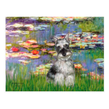 Schnauzer 1 - Lilies 2 Postcards