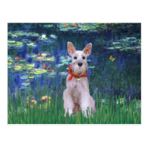 Schnauzer 9 - Lilies 5 Postcard