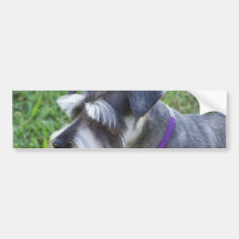 Schnauzer  Bumper Sticker